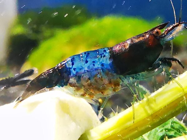 BLUE RILI CARBON - 1.5-2.0 CM - obrazek 2